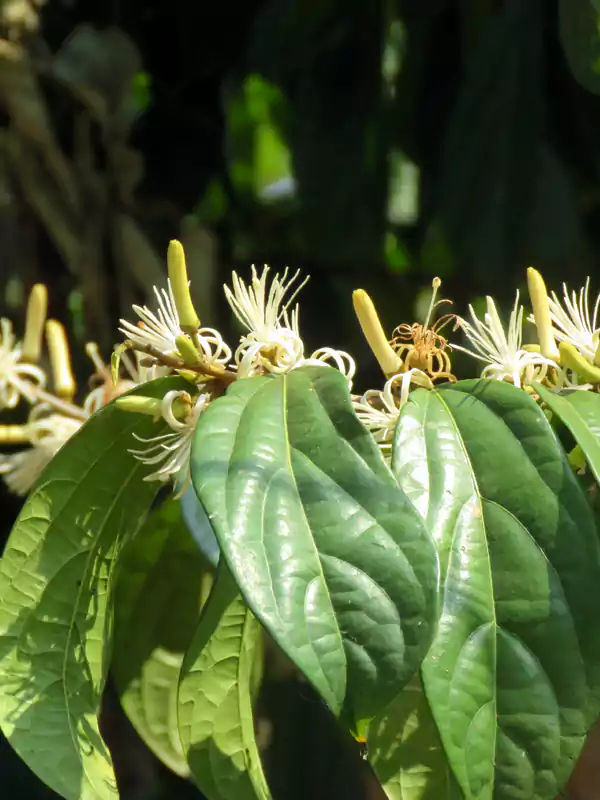 Plants may be “borrowing” genes from bacteria for their and our benefit