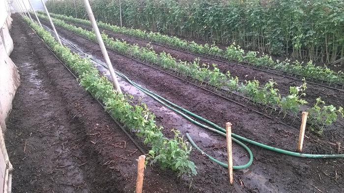 Área de Cultivos
