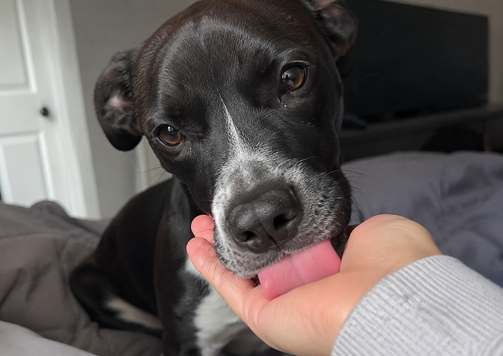 a dog licking its owners hand