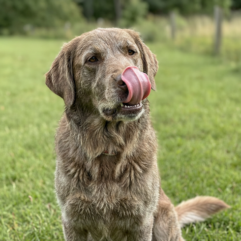a dog licking its lips