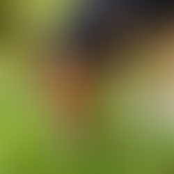 a dog eating grass
