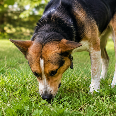 a dog eating grass
