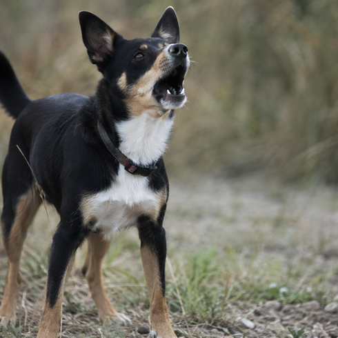 a dog barking