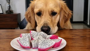 A Golden Retriever looking at a plate of dragon fruit on a table
