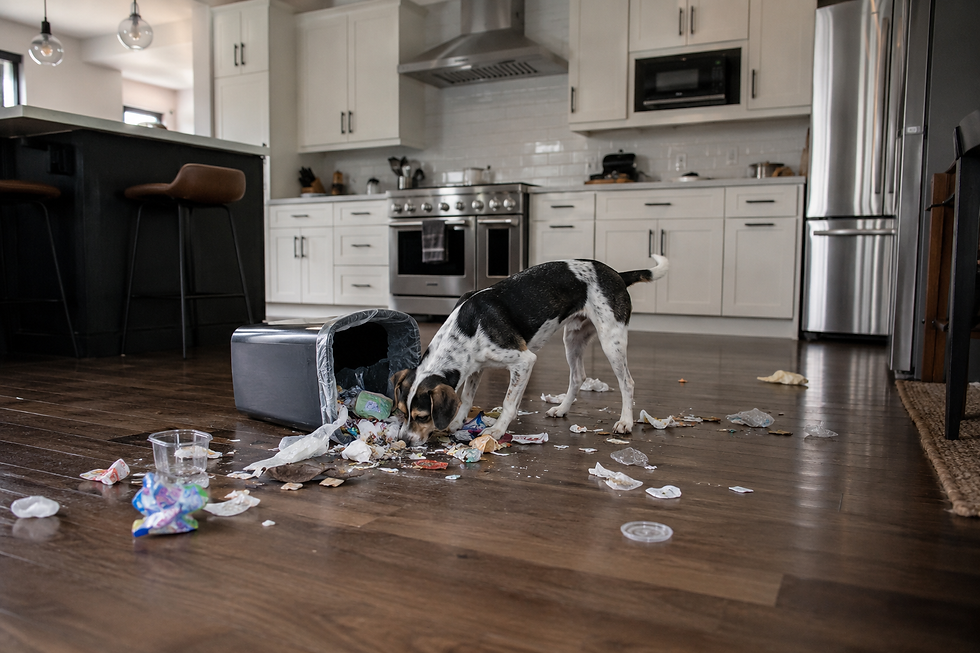 a dog scavenging through a kitchen bin