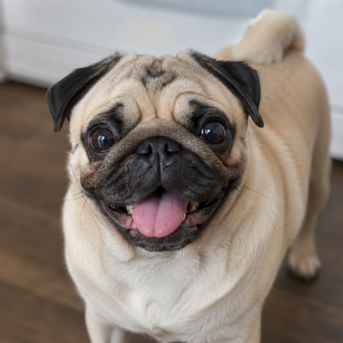A Comprehensive Guide to the Pug.