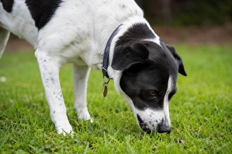 Why Does My Dog Eat Grass? Causes, Risks, and When to Worry
