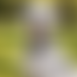 A Comprehensive Guide to the Dalmatian