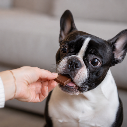 a dog being fed chocolate