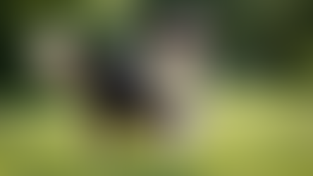 The Best Foods for Healthy Dog Skin and Coat: A Guide to Improving Your Dog's Skin and Fur Naturally