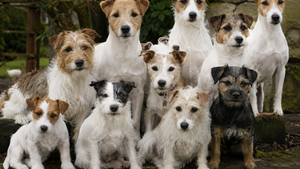 a group of Parson Russell Terriers