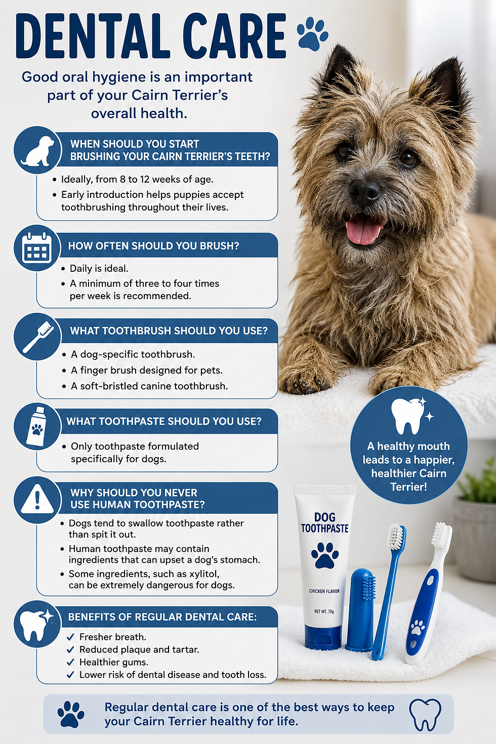 an info picture on dental care for a cairn terrier