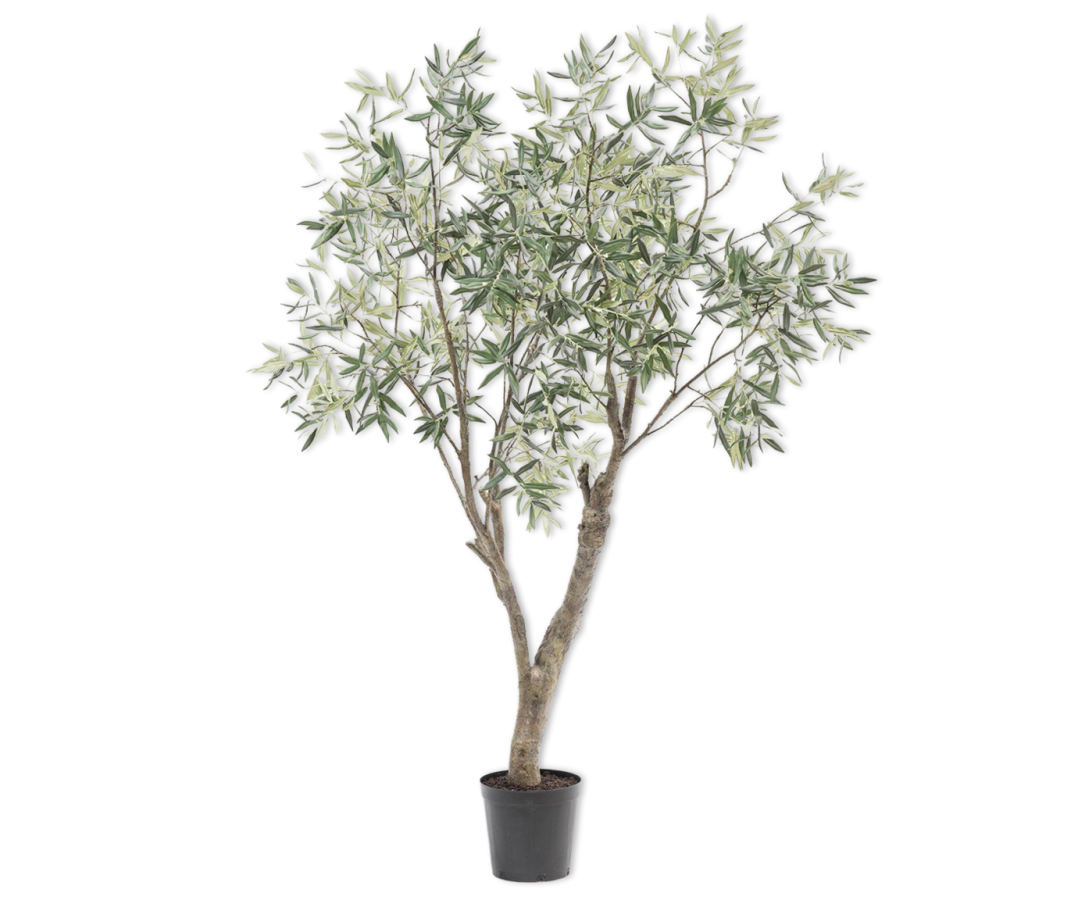 Olivenbaum