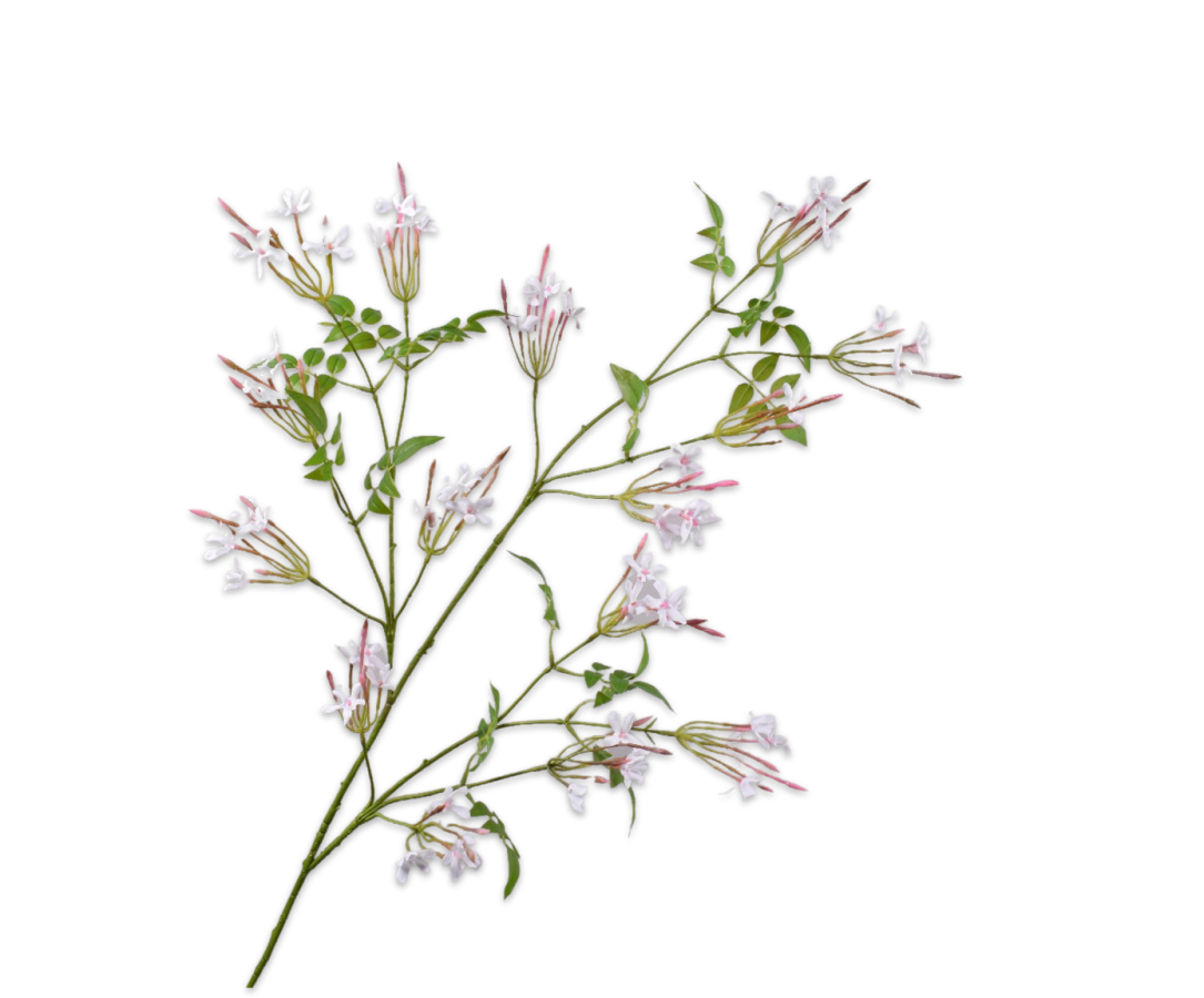 Jasmin