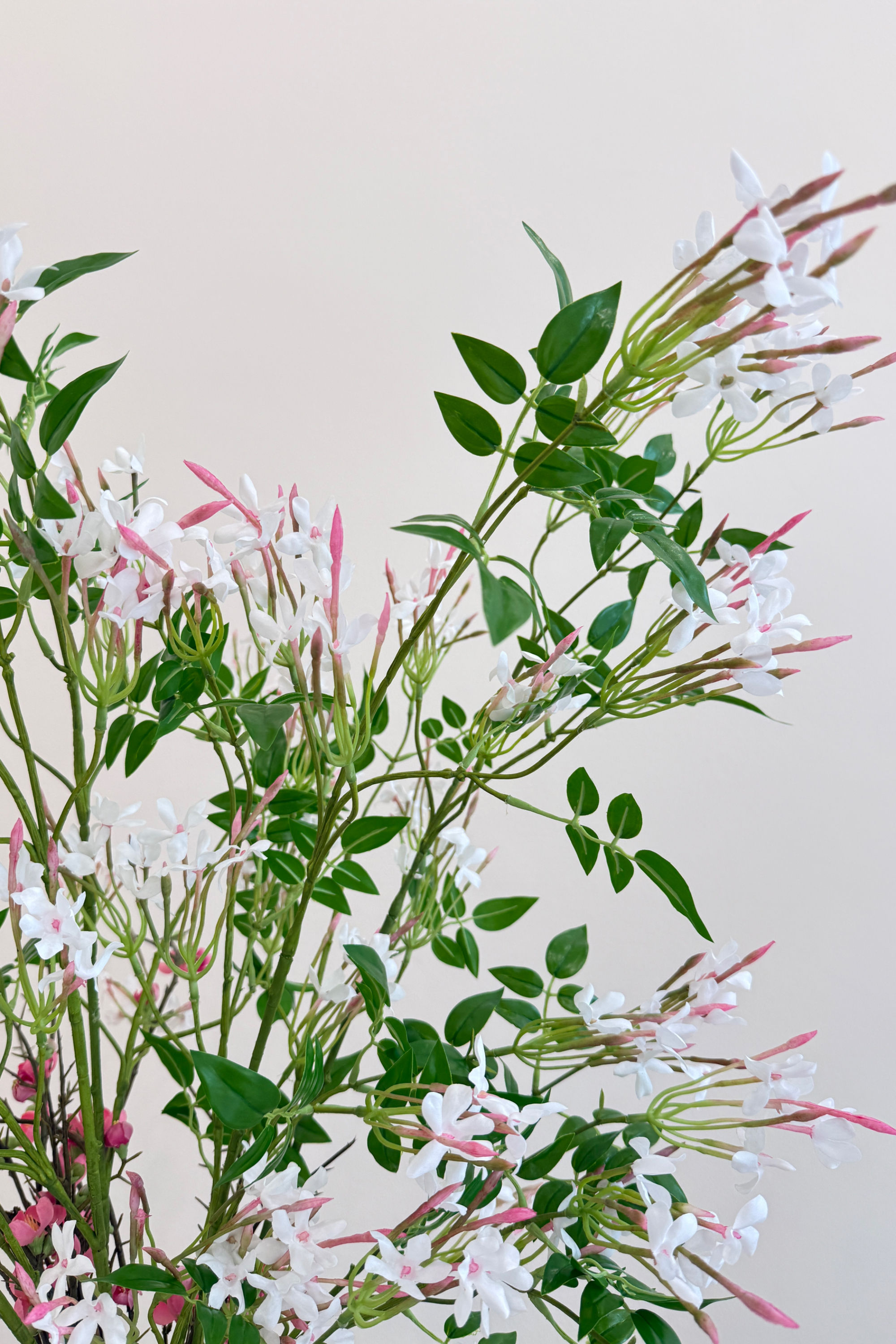 Jasmin