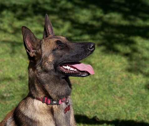 Chien Malinois
