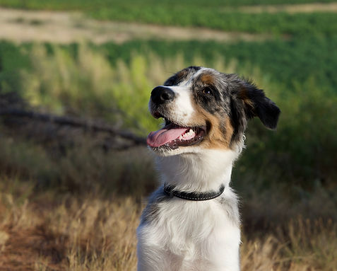 Chien Berger australien