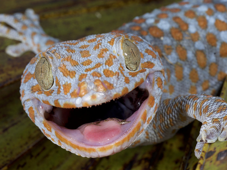 Tokay or Not Tokay?