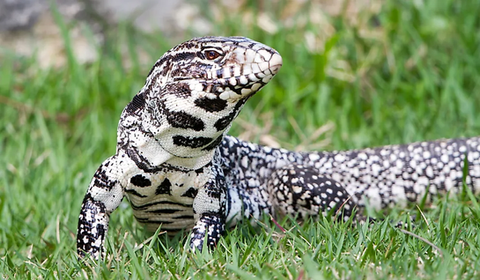 Argentine Tegu