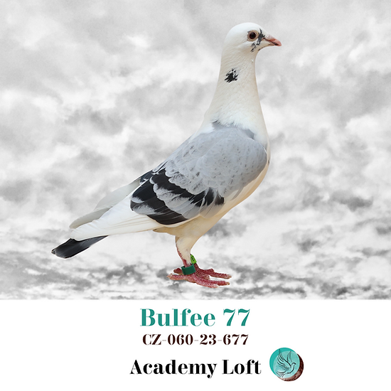 Bulfee 677