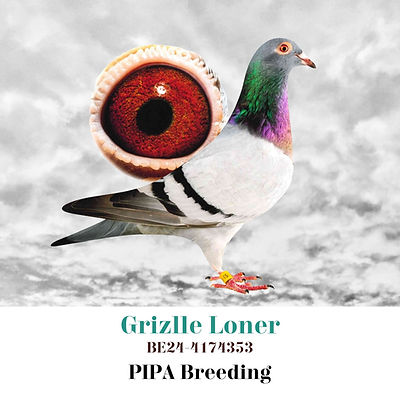 Grizlee Loner - 353-24