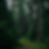 Forest1.png