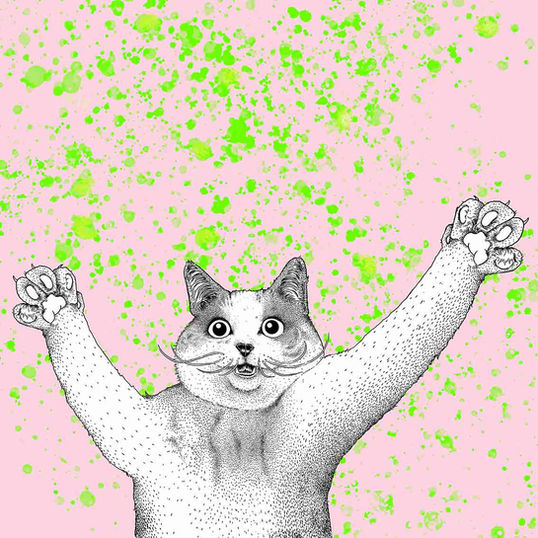 Intraform, Bern, Katzen, Schaufenster