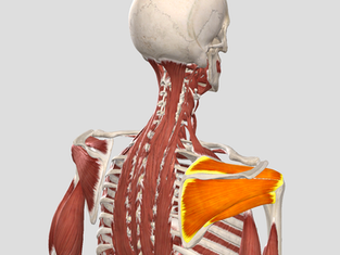 Shoulder Anatomy 101