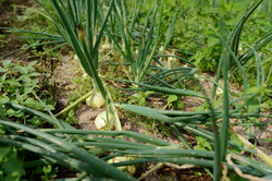 自然, 食, 旅, 人, 暮らし, 撮影, フォトグラファー, 写真家