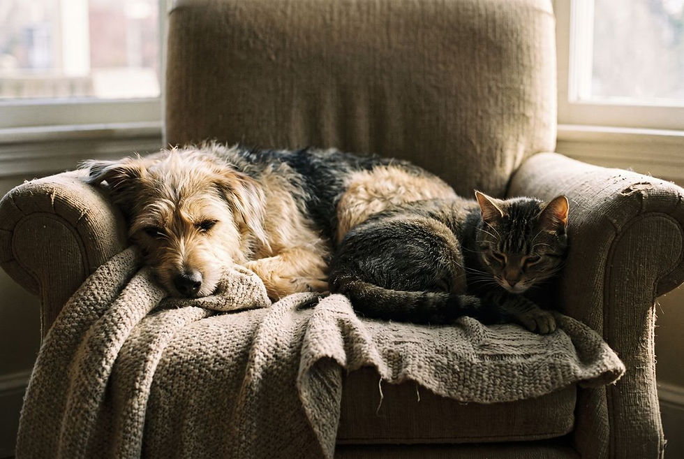 about-precious-pets-dog-cat-fort-worth.jpg