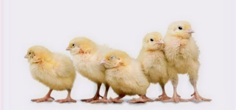 Copy of Hatching Kit_edited.jpg