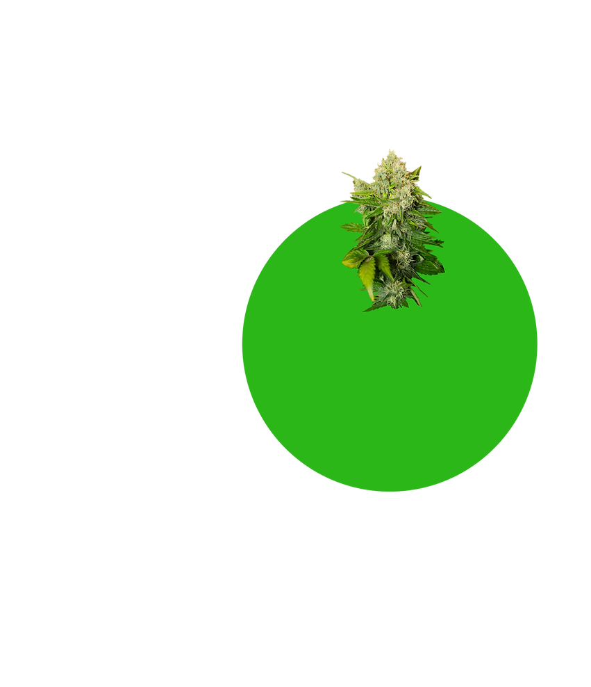 Green-Circle-BG-4.png