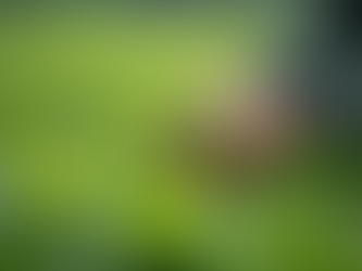 Praana Tea: The Journey to Perfection