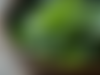 Japanese Sencha Tea Features: A Cultural Delight