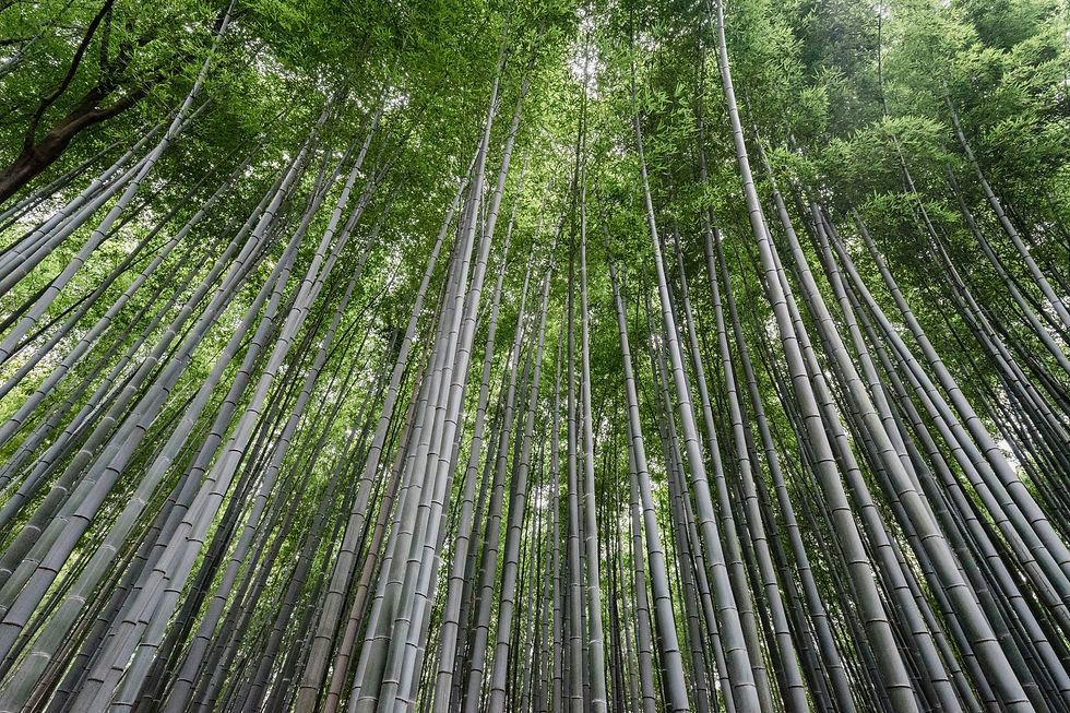 A view of a bamboo forest looking up at the top of the culms