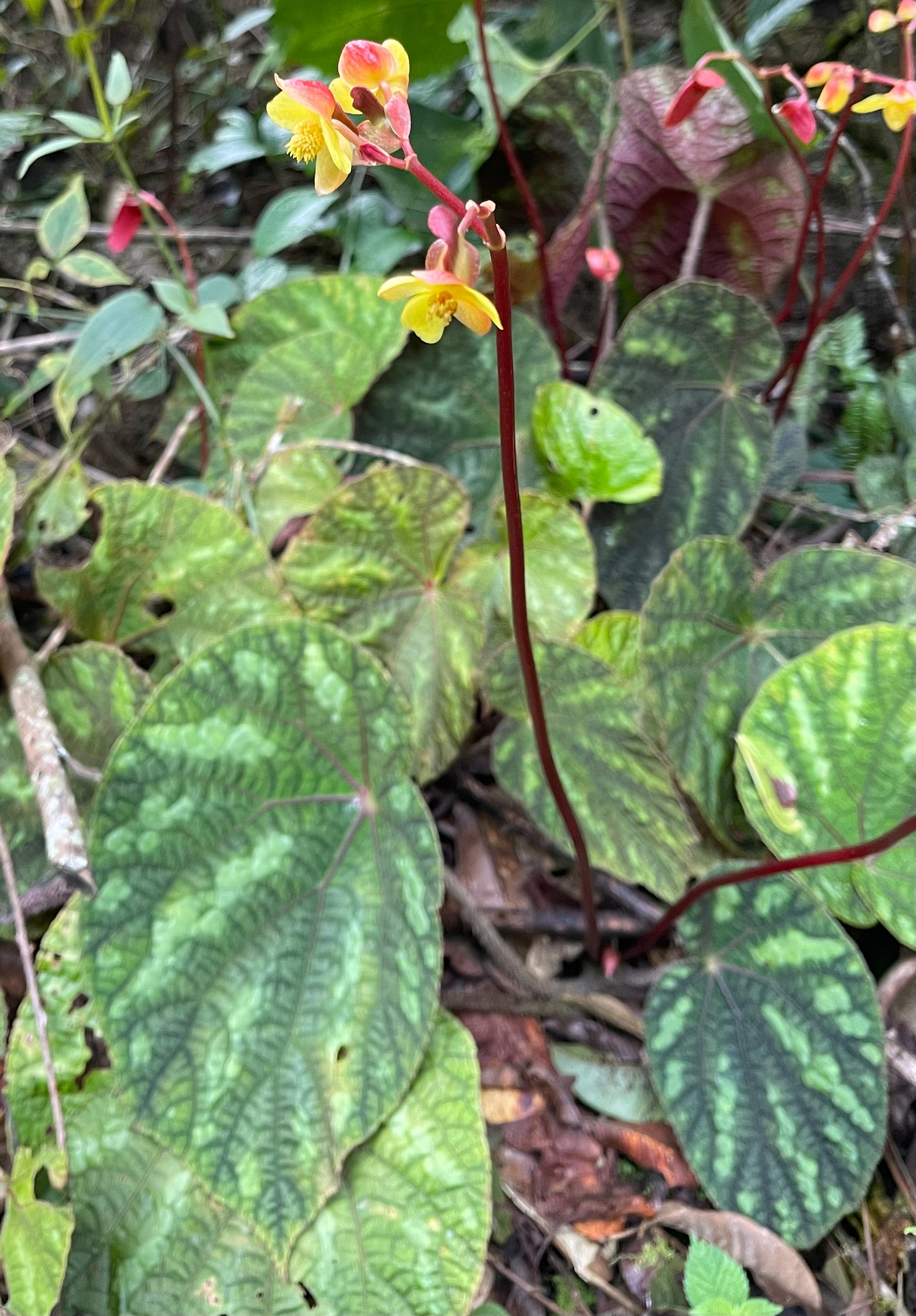 Begonia xanthina