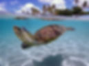 Snorkeling with Turtles, Tobago Cays