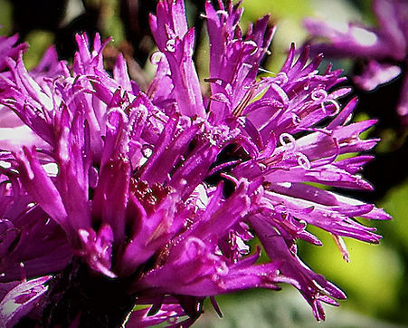 DSCN8838 ironweed.JPG