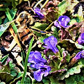 DSCN5748 (4).JPG