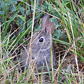 rabbit 2.png