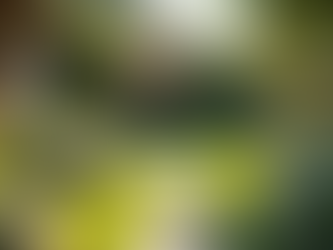 Transform Your Yard with Native Scapes Landscaping Services