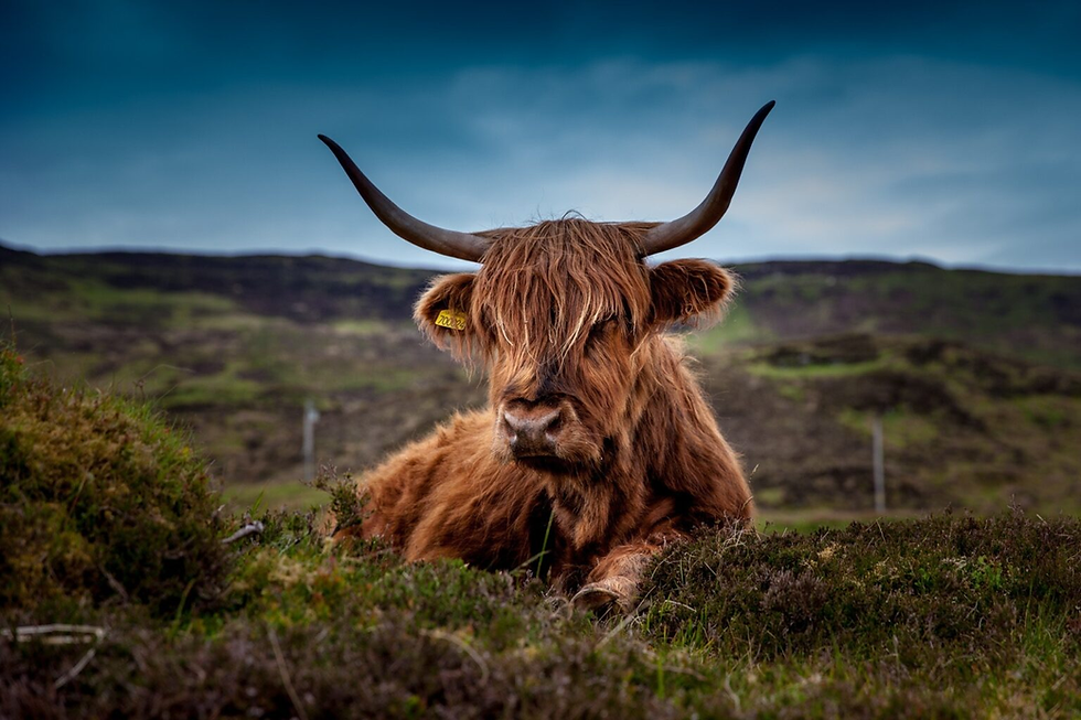 Highland cow with shaggy fur and large horns rests on grassy hill. Overcast sky and rolling hills in the background. Calm mood.