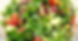 Mix Salat