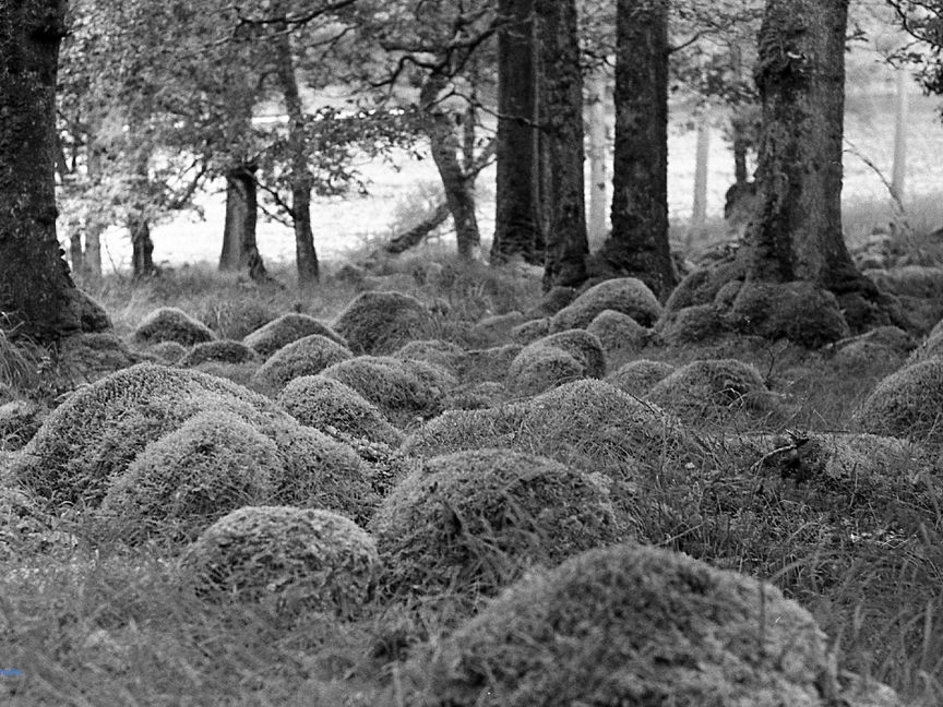 IlfordHP5_003-Edit (1).jpg