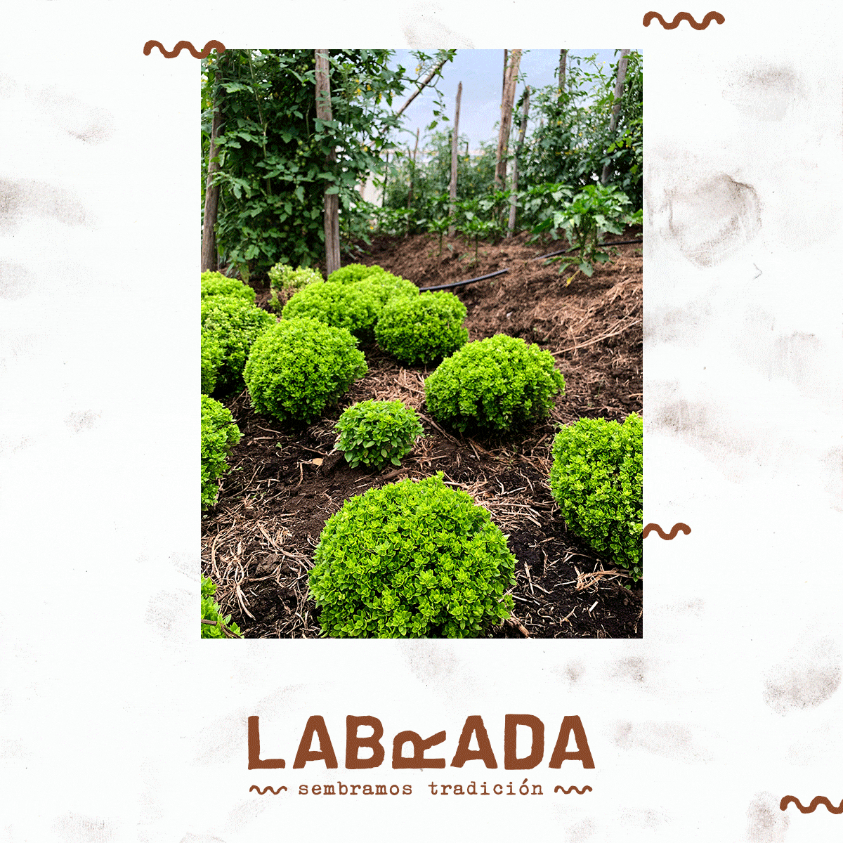 Project Labrada / Manuel Ordonez