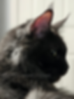 20241208_183227.png