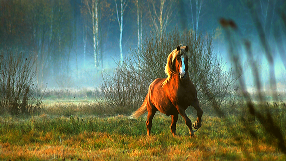 horse 2.png