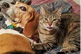 More dogs and cats