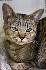 The cat looks tired