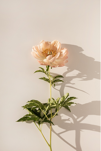 Decorative botanical element from Little School of Reiki website